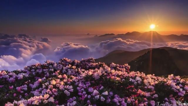 Beautiful sunrise in the mountains, beautiful nature, sunrise, mountain, flower, cloud.