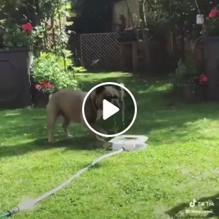 When a skillful dog drinking water