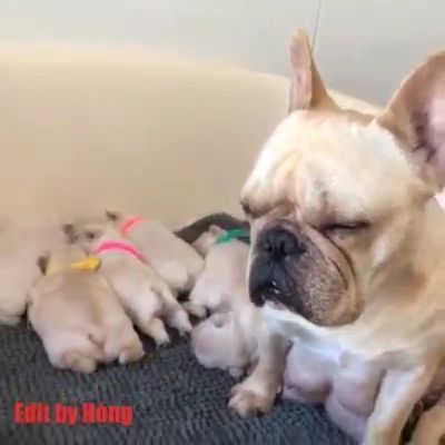 Mother dog and puppies, pug dog, mother dog, adorable puppies, slepping dog, cute pet.