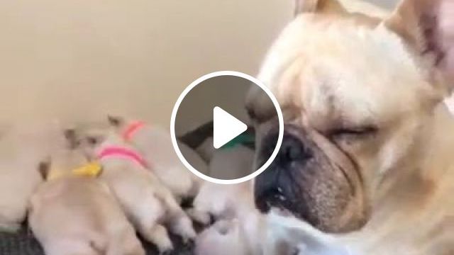 Mother Dog And Puppies. Pug Dog. Mother Dog. Adorable Puppies. Slepping Dog. Cute Pet. #0