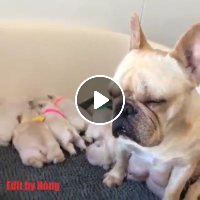 Mother Dog And Puppies. Pug Dog. Mother Dog. Adorable Puppies. Slepping Dog. Cute Pet. #1
