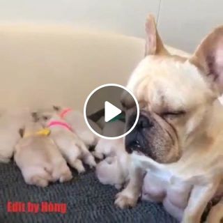 Mother Dog and Puppies