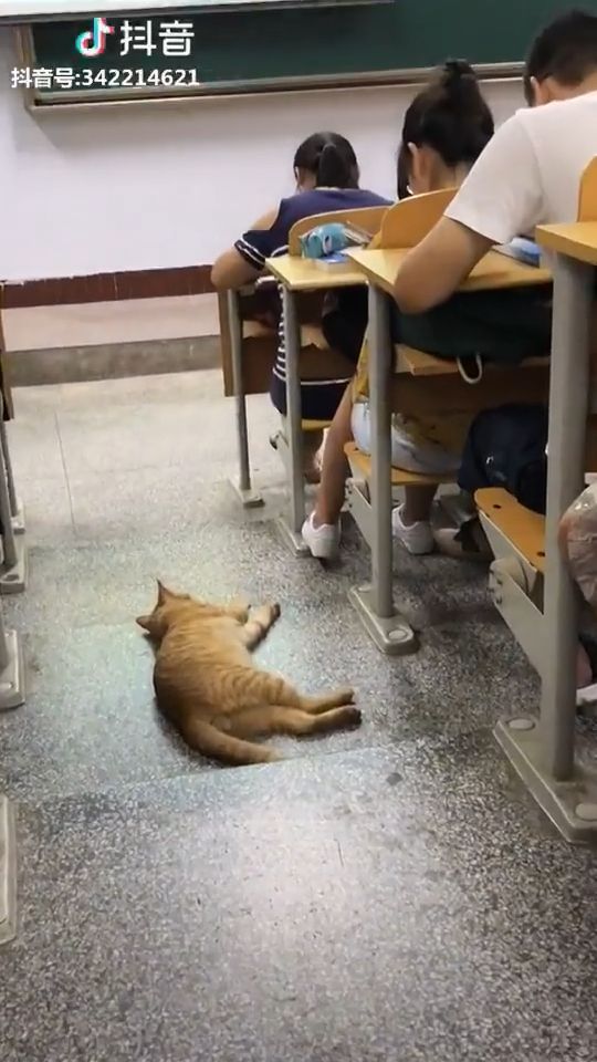 Classroom is where we sleep very well, cat, pet, clroom, sleep.