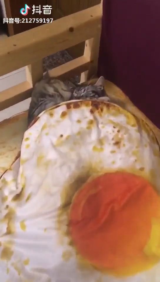 Good Night And Sweet Dreams. Cute Cat. Sleeping Cat. Cute Pet. Bed. Blanket.