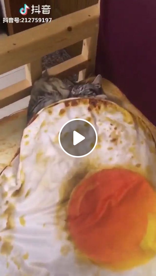 Good Night And Sweet Dreams. Cute Cat. Sleeping Cat. Cute Pet. Bed. Blanket. #1
