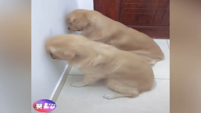 Is There A Right Way To Punish Mischievous Dogs?. Dogs. Funny Pet. Mischievous. Funny Dog. Golden Retriever.