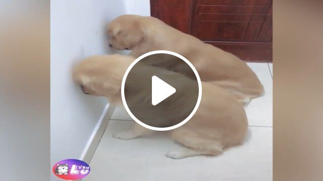 Is There A Right Way To Punish Mischievous Dogs? - Video & GIFs | dogs, funny pet, mischievous, funny dog, golden retriever 