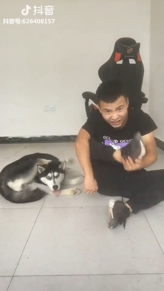 Can you do it?, husky, funny dog, funny pet, leg, shoes.