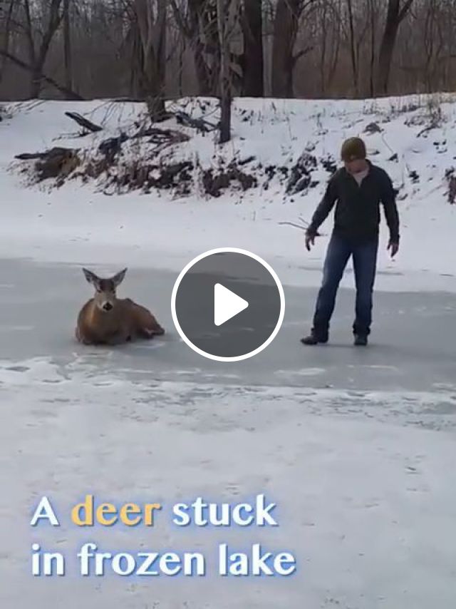 Good Hearted Men. Kind. Men. Deer. Animal. Frozen. Lake. #1