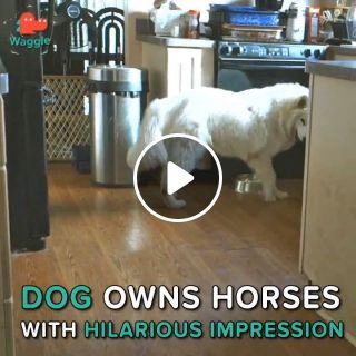 Dog owns horses with hilarious impression