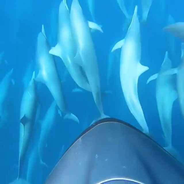 Dive With Dolphins. Dolphin. Ocean. Nature. Animal. #2