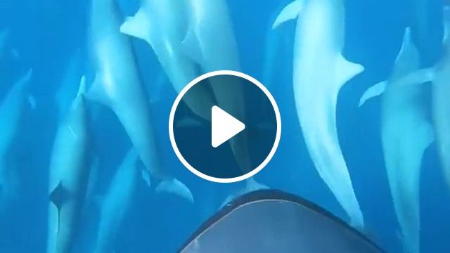 Dive With Dolphins. Dolphin. Ocean. Nature. Animal. #0