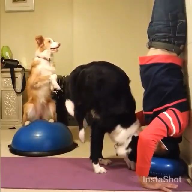 Yoga For Good Health Relaxation. Dog. Pet. Yoga. Talent.
