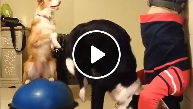 Yoga For Good Health Relaxation. Dog. Pet. Yoga. Talent. #0