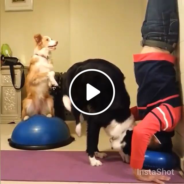 Yoga For Good Health Relaxation. Dog. Pet. Yoga. Talent. #1