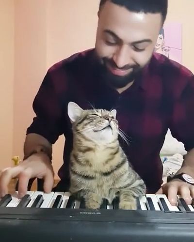 Learn to play the piano, Cat, Pet, Piano, Music, Learn