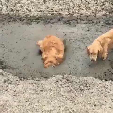 Mud bathing is the joy of dogs, dog, pet, golden, mud, mischievous.
