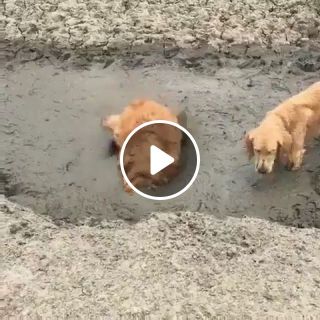 Mud bathing is the joy of dogs