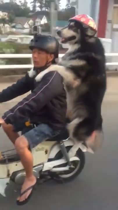 Riding With Your Dog. Dog. Ride. Pet. Cute.
