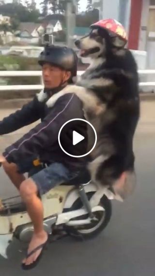 Riding with your dog