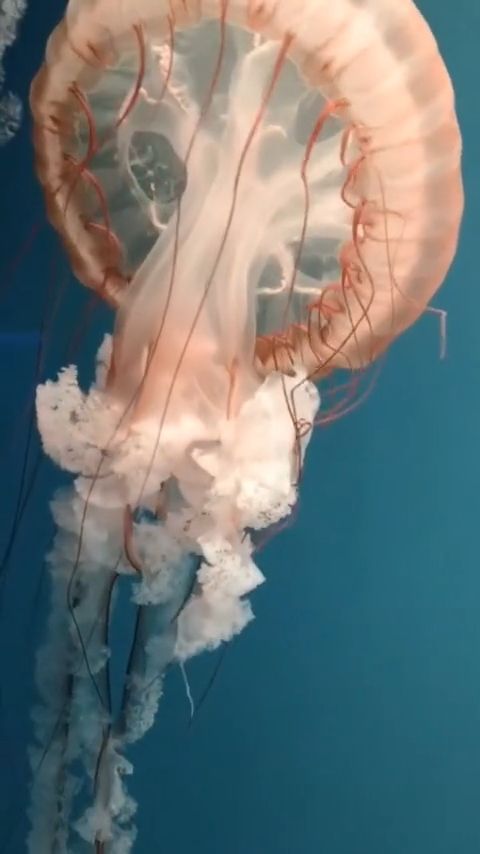 Jellyfish Change Color. Jellyfish. Color. Ocean. Nature.