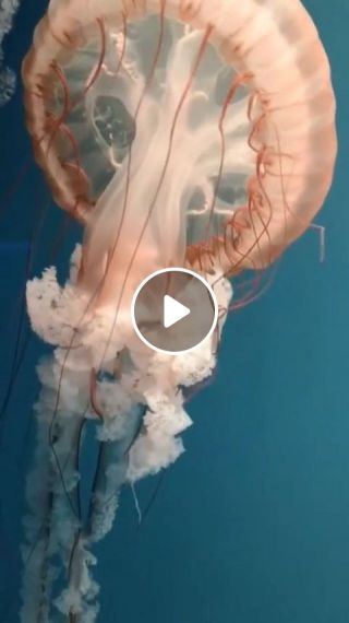 Jellyfish change color