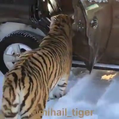 Big cats, tiger, animal, snow, wild.