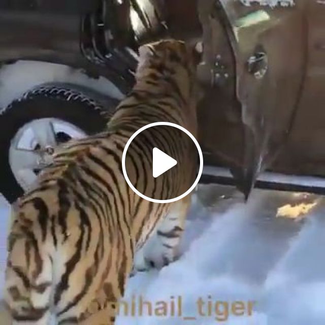 Big Cats. Tiger. Animal. Snow. Wild. #1