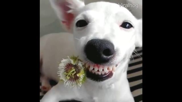 Your Smile Makes Life More Beautiful. Smile. Dog. Pet. Cute.