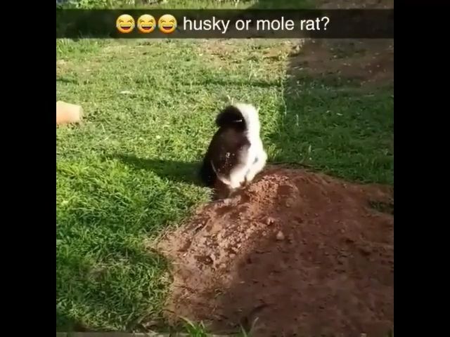 Husky or mole rat, Husky, Rat, Pet
