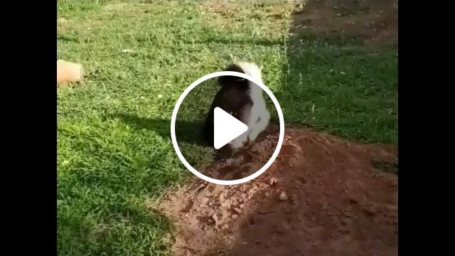 Husky Or Mole Rat. Husky. Rat. Pet. #0