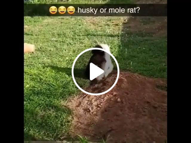 Husky Or Mole Rat. Husky. Rat. Pet. #1
