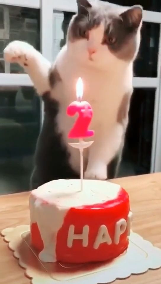 The Best Way To Blow Candles. Cat. Pet. Smart. Cute. Blow. Candle.