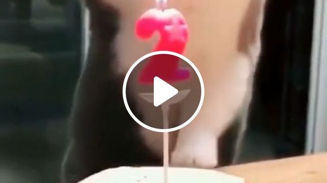 The Best Way To Blow Candles. Cat. Pet. Smart. Cute. Blow. Candle. #0