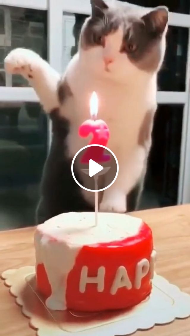 The Best Way To Blow Candles. Cat. Pet. Smart. Cute. Blow. Candle. #1
