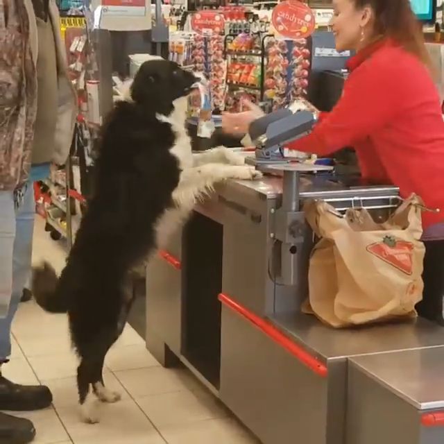 Buy Cake In The Supermarket. Dog. Pet. Adorable. Intelligent.