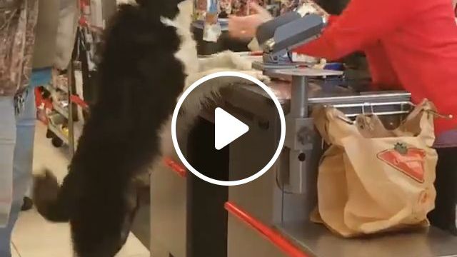 Buy Cake In The Supermarket. Dog. Pet. Adorable. Intelligent. #0 Buy Cake In The Supermarket. Dog. Pet. Adorable. Intelligent. #0