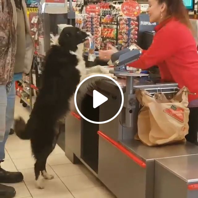 Buy Cake In The Supermarket - Video & GIFs | dog, pet, adorable, intelligent