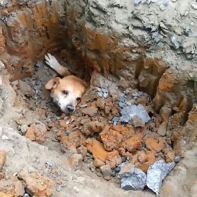 Rescue the dog trapped in the ground, rescue, trapped, dog, pet.