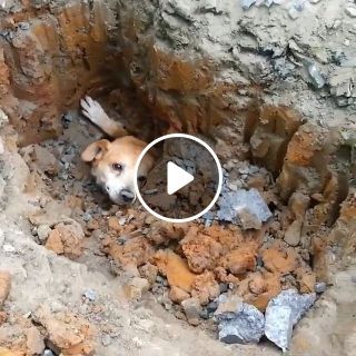 Rescue the dog trapped in the ground