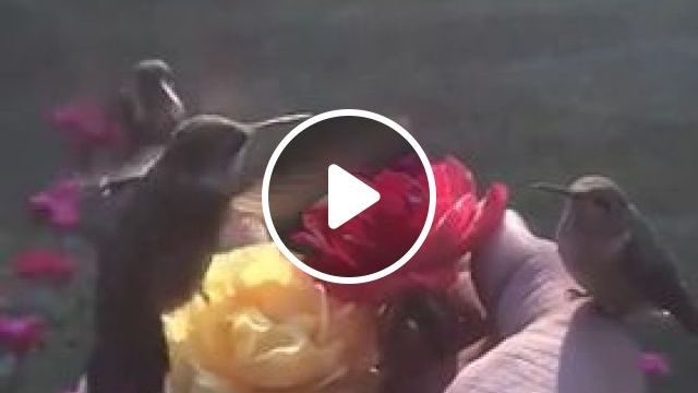 Beautiful Nature - Video & GIFs | bird, animal, nature, flower