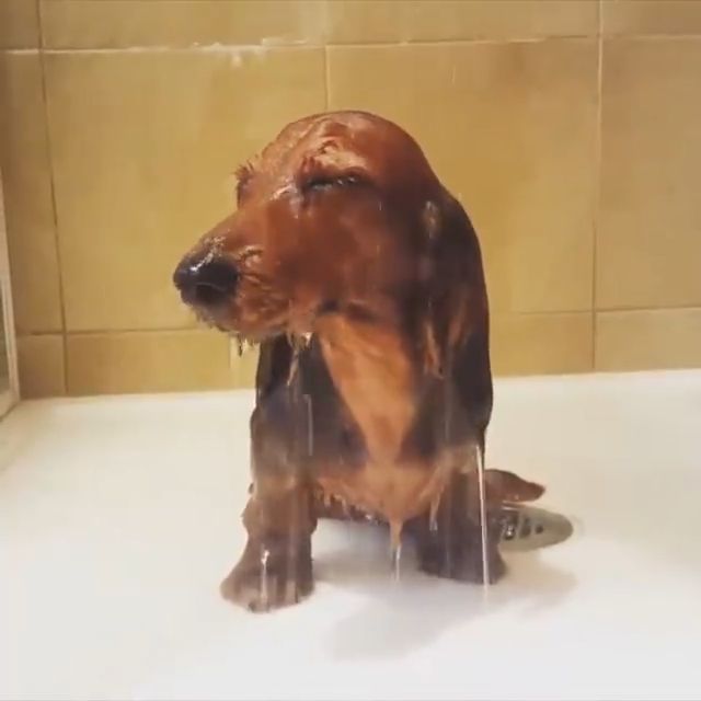 How Can I Forget Her?. Pet. Dog. Shower. Love.