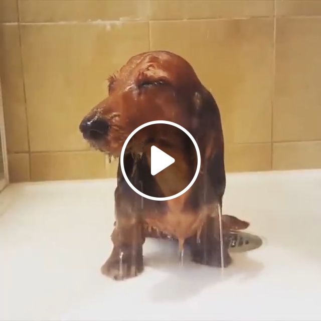 How Can I Forget Her?. Pet. Dog. Shower. Love. #1