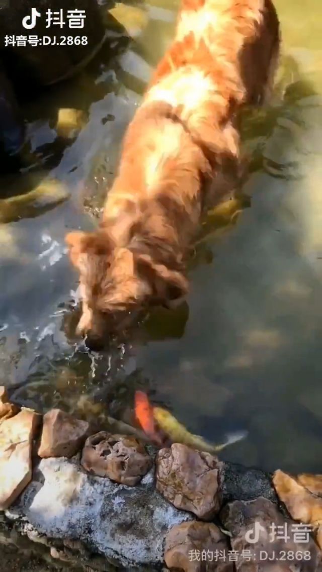 Only Dare To Bully Small Fish, Haha. Dog. Golden. Pet. Fish.