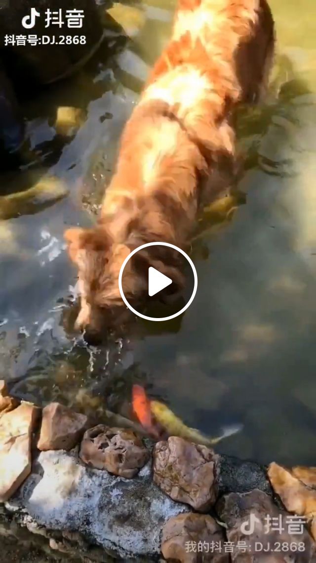 Only Dare To Bully Small Fish, Haha. Dog. Golden. Pet. Fish. #1