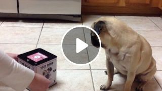 A surprise gift for your dog