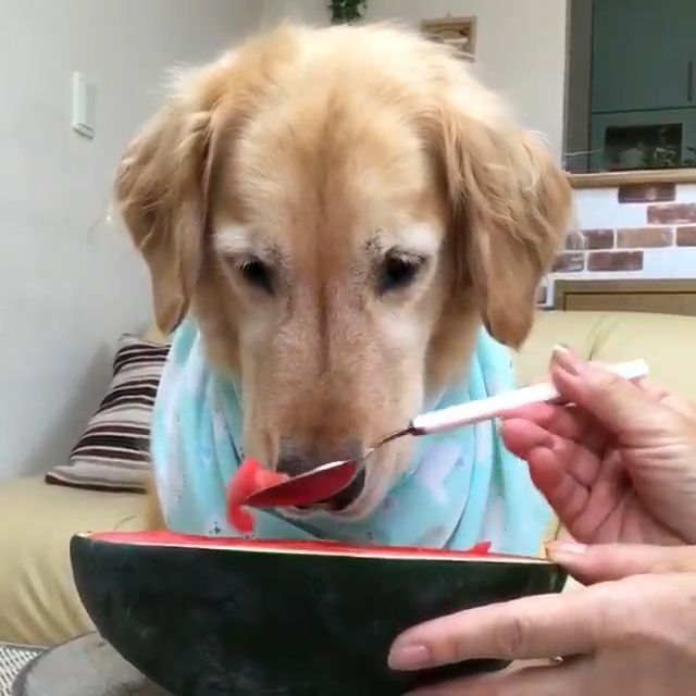 Dog eating watermelon, dog, pet, eat, watermelon.