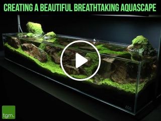 Creating a beautiful breathtaking aquascape