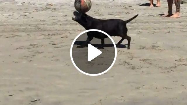 Lovely And Talented Dog - Video & GIFs | dog, pet, lovely, talent