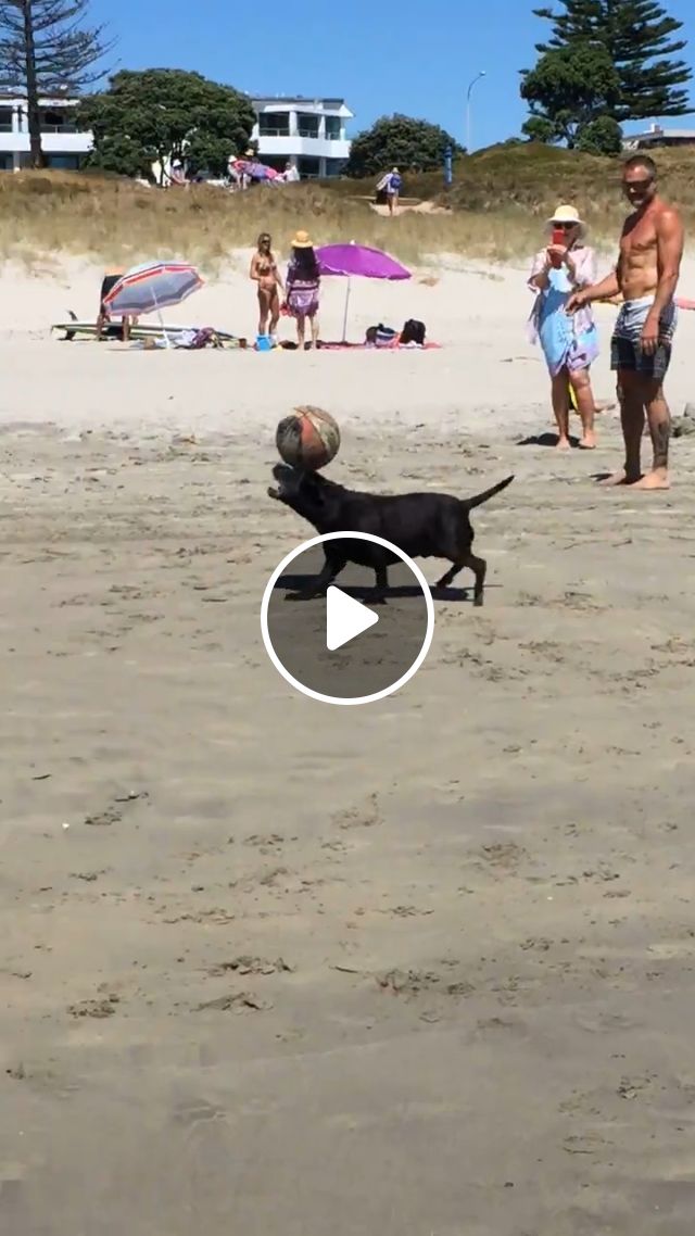 Lovely And Talented Dog - Video & GIFs | dog, pet, lovely, talent